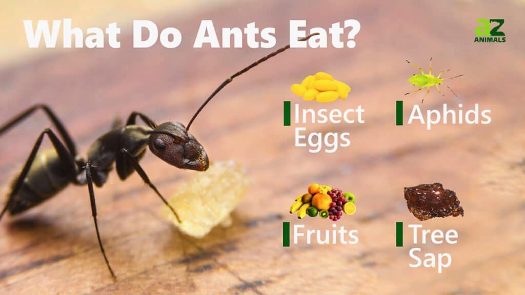What Do Ants Eat Imp World