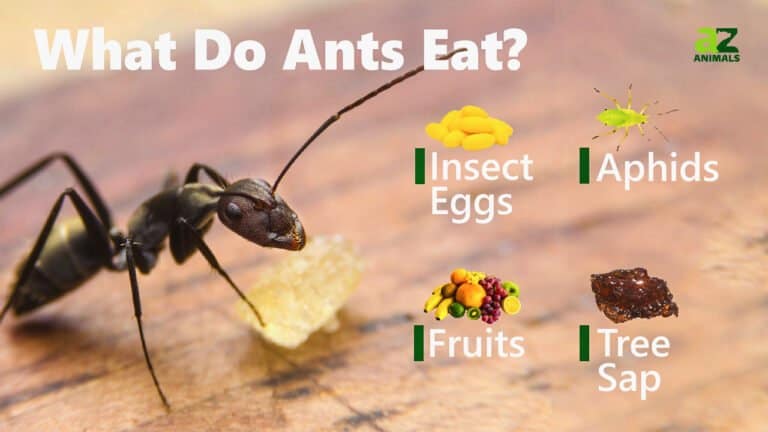 What Do Ants Eat image