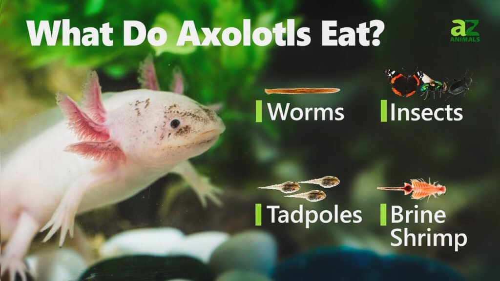 What Do Axolotls Eat A Z Animals