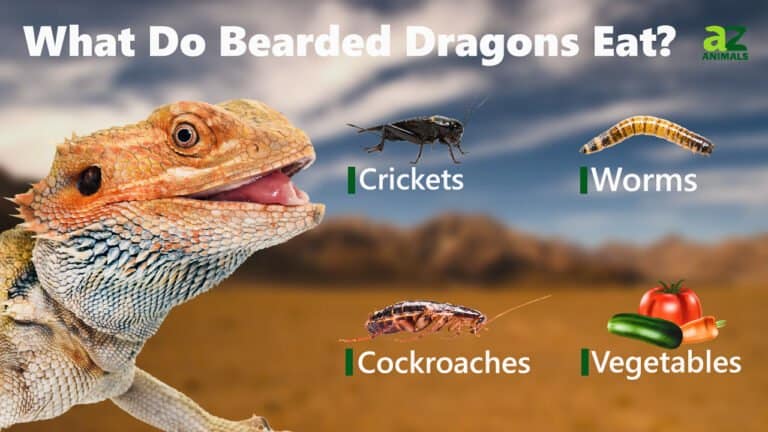 What Do Bearded Dragons Eat image