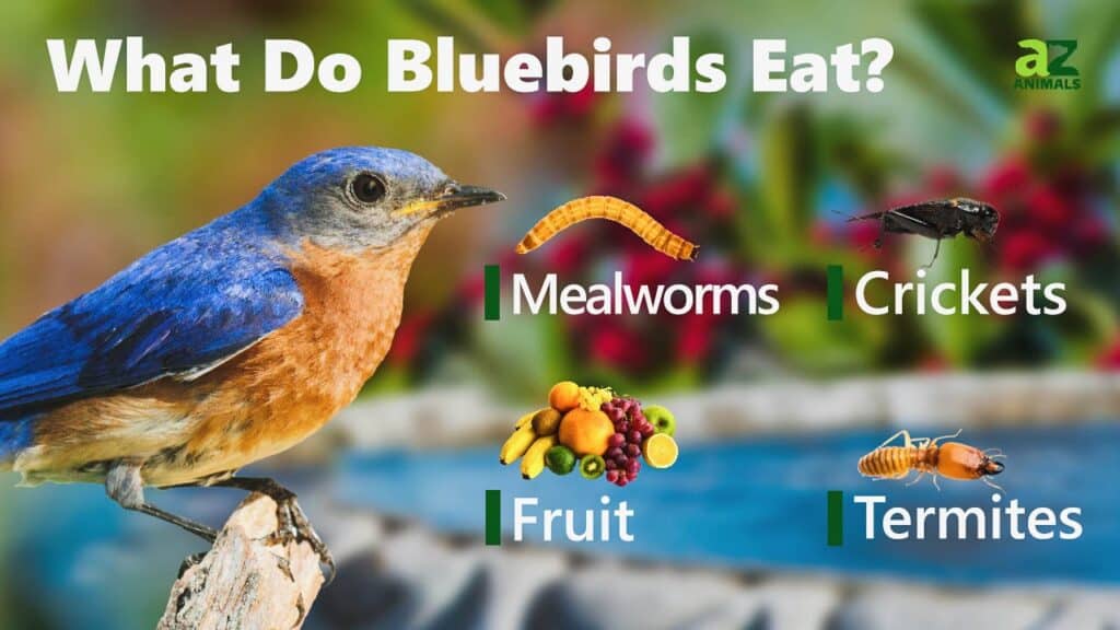 What do bluebirds eat
