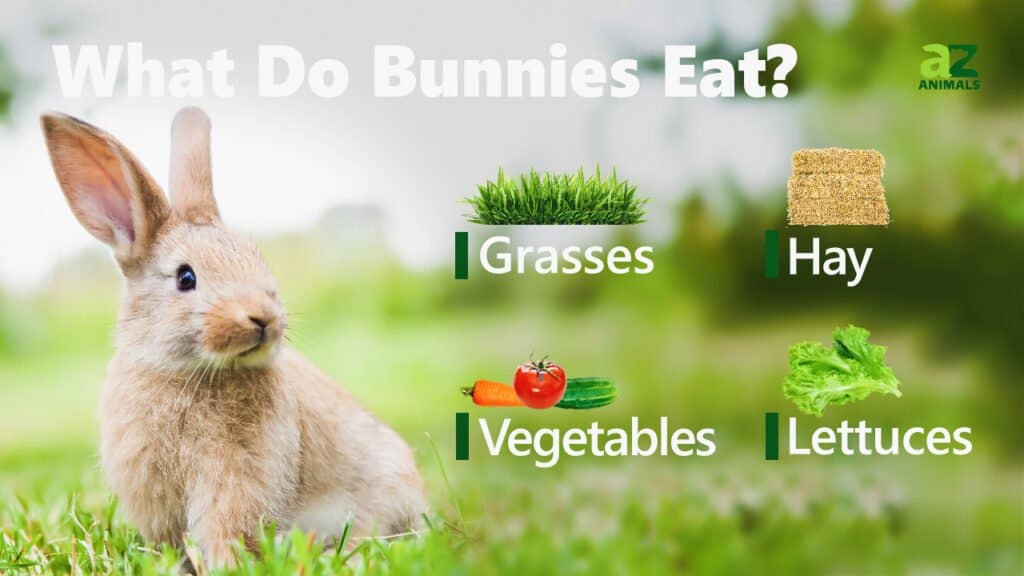 What Do Bunnies Eat? AZ Animals