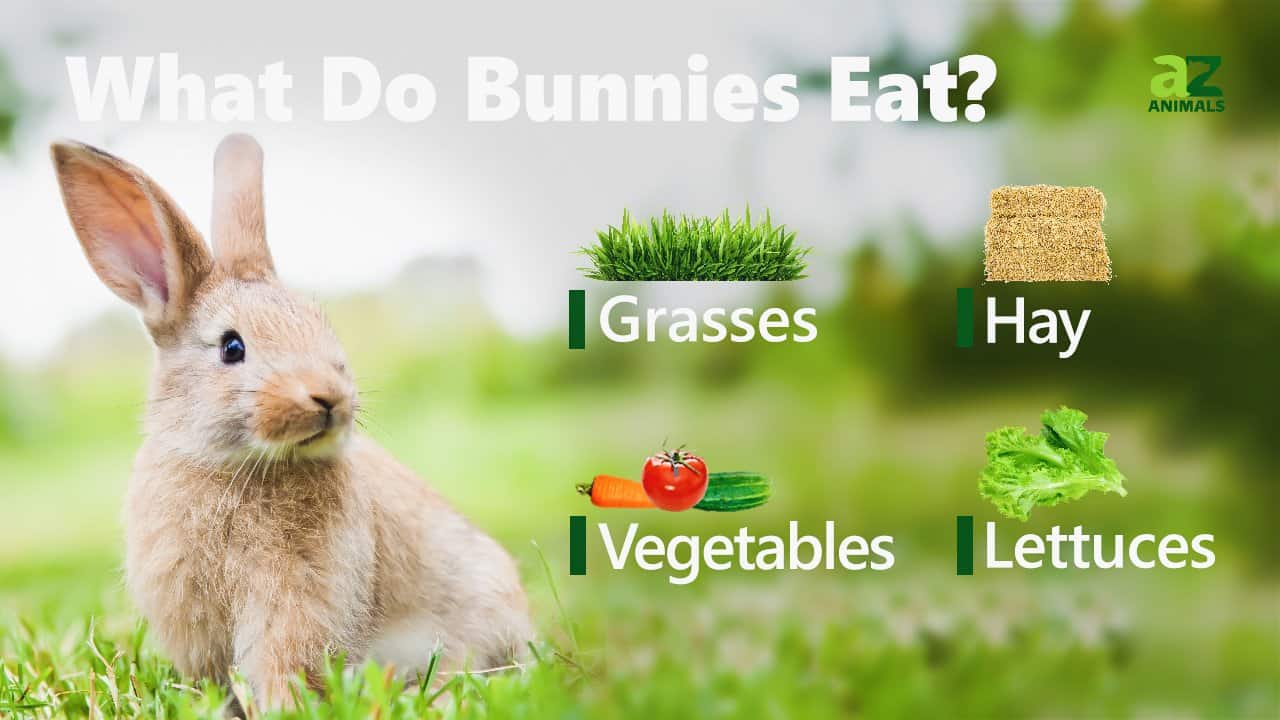 what-do-bunnies-eat-a-z-animals