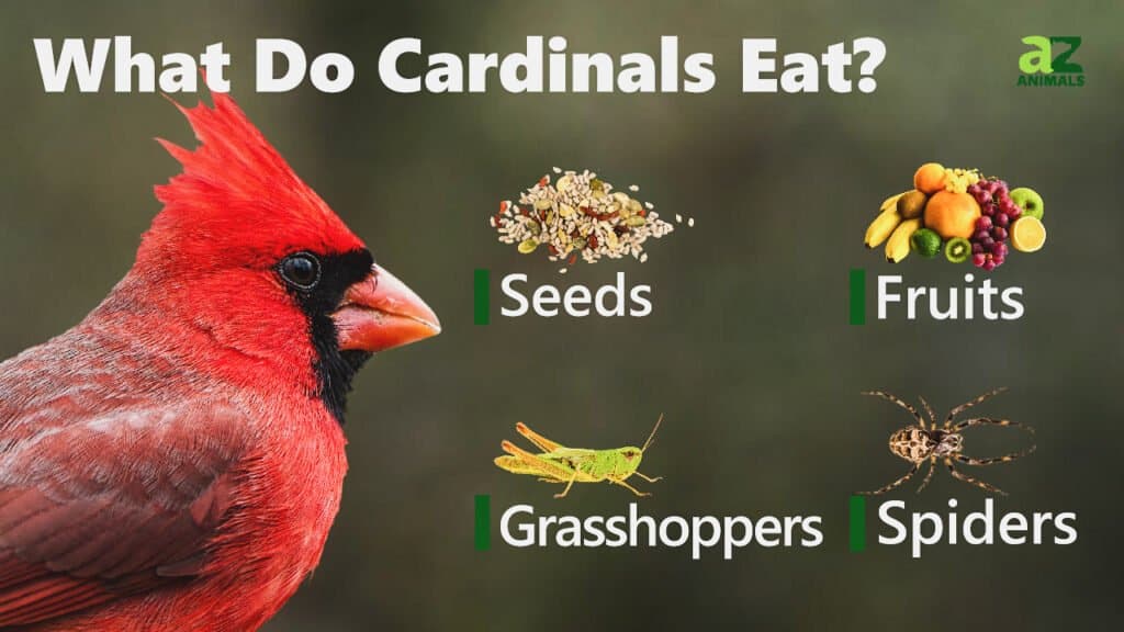 What Do Cardinals Eat image