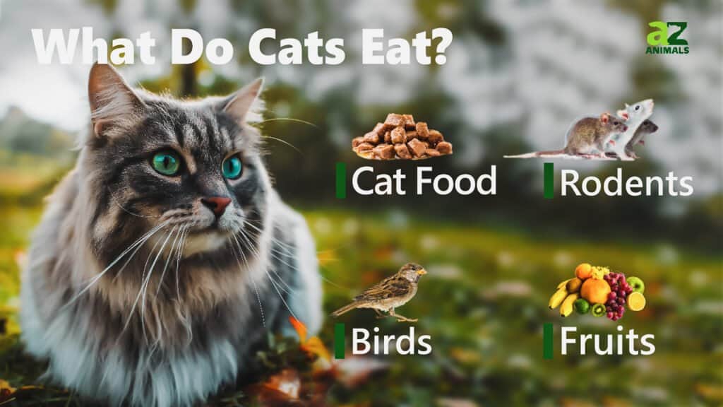 What Do Cats Eat? - AZ Animals