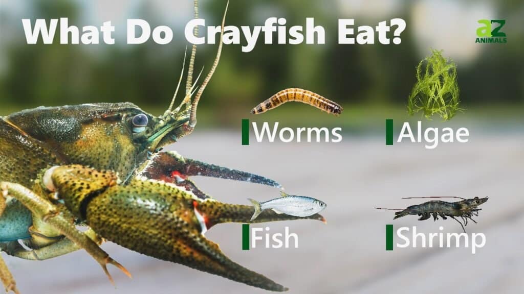 Crawfish Vs Tôm Sự khác biệt là gì? Thế Giới Loài Cá