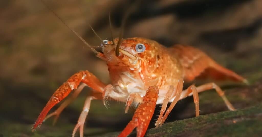 What do crayfish eat?