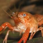 There are multiple ways of legally obtaining a pet crayfish. For starters, many exotic pet stores sell them, and they usually have several different species to choose from.