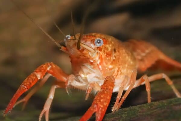 There are multiple ways of legally obtaining a pet crayfish. For starters, many exotic pet stores sell them, and they usually have several different species to choose from.