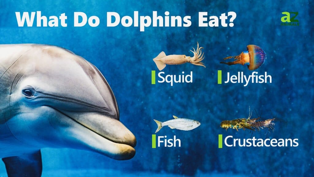 What Do Dolphins Eat? 10+ Foods in their Diet - A-Z Animals