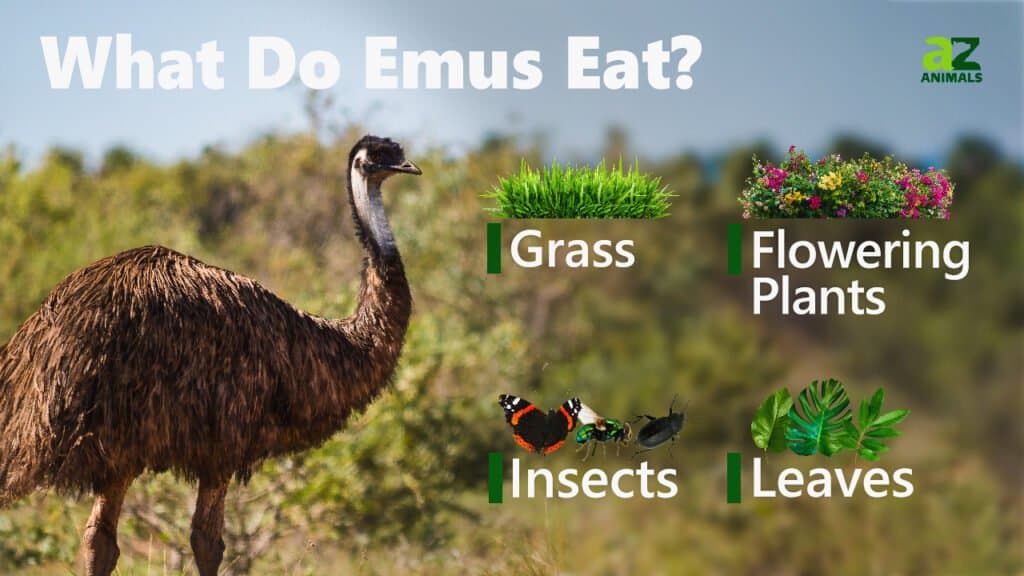 what emus eat
