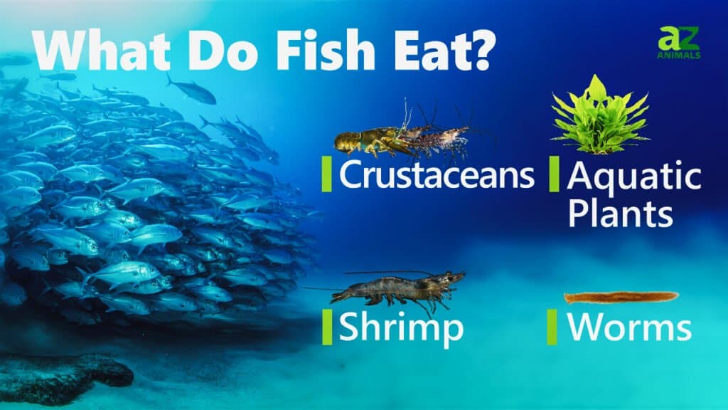 cá ăn gì