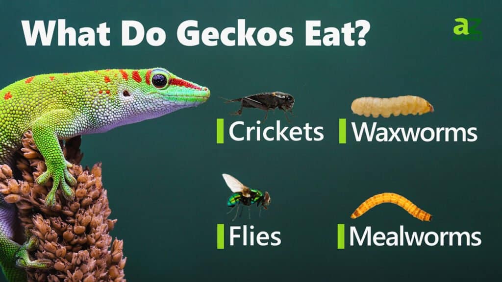 What Do Geckos Eat? 12 Foods in their Diet! AZ Animals