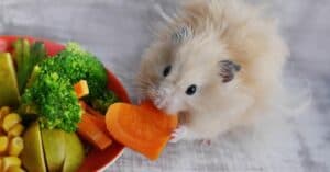 Can Hamsters Eat Carrots? Picture