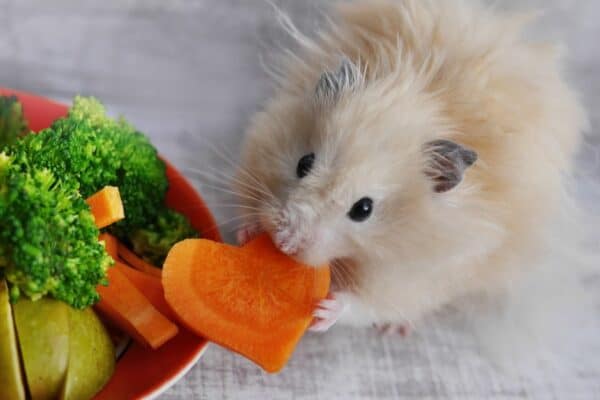 Gerbils and hamsters love vegetables, fruits, nuts, and seeds.