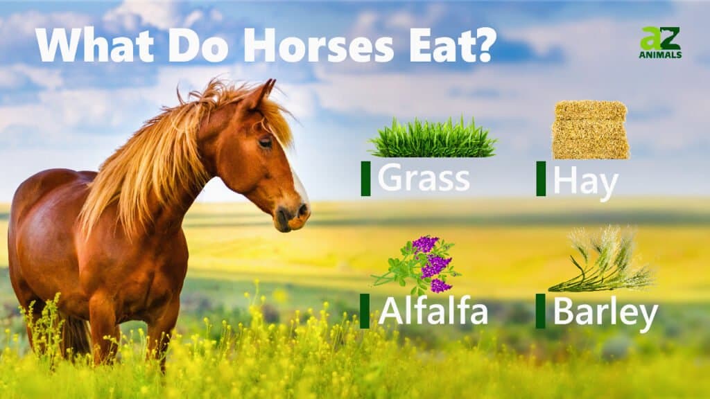 what do horses eat image