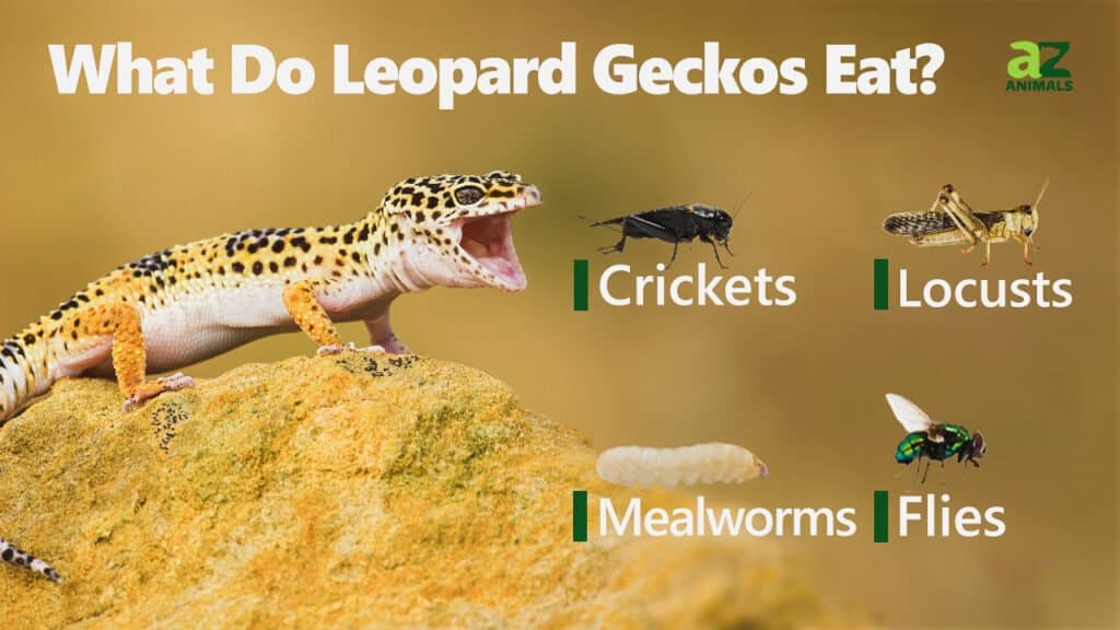 Leopard Gecko Food What Do Leopard Geckos Eat? AZ Animals