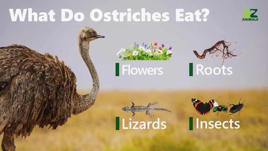 One List of all Ostrich colors