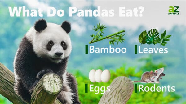 what-do-pandas-eat-a-z-animals