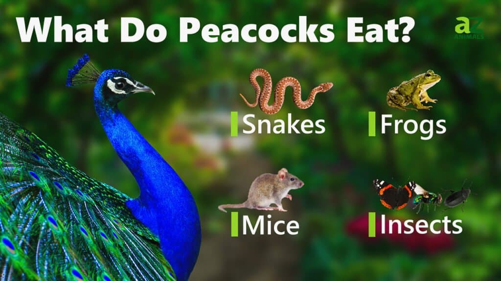 What Do Peacocks Eat image