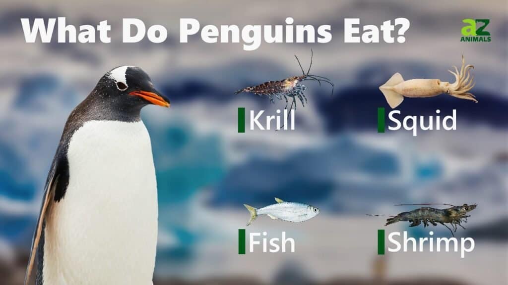 What Do Penguins Eat? - IMP WORLD