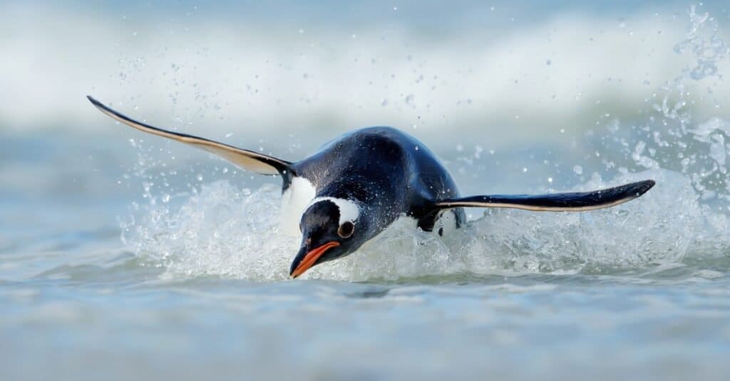 10 Incredible Penguin Facts - W3schools - W3schools