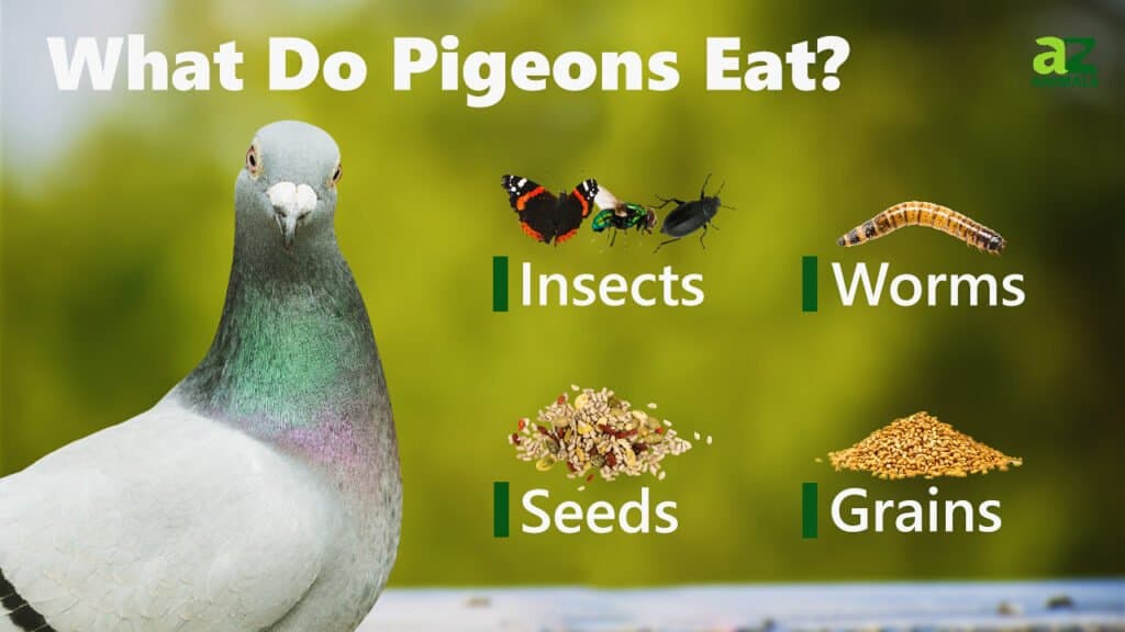 What Do Pigeons Eat? - AZ Animals