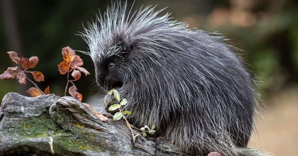 What Do Porcupines Eat? - AZ Animals