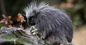 What Do Porcupines Eat? Picture