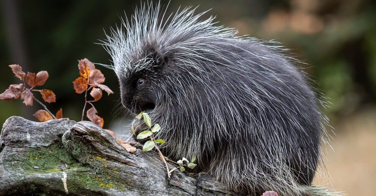 Echidna vs Porcupine: What Are 8 Key Differences? - AZ Animals