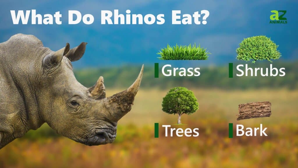 What Do Rhinos Eat? - A-Z Animals