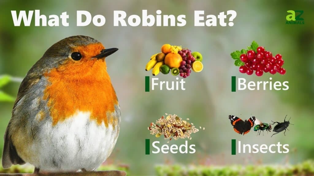 do robins eat meat