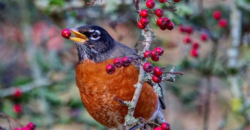 do robins like sunflower seeds