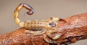 What Do Scorpions Eat? Picture