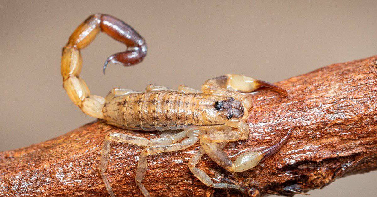 What Do Baby Scorpions Eat? 