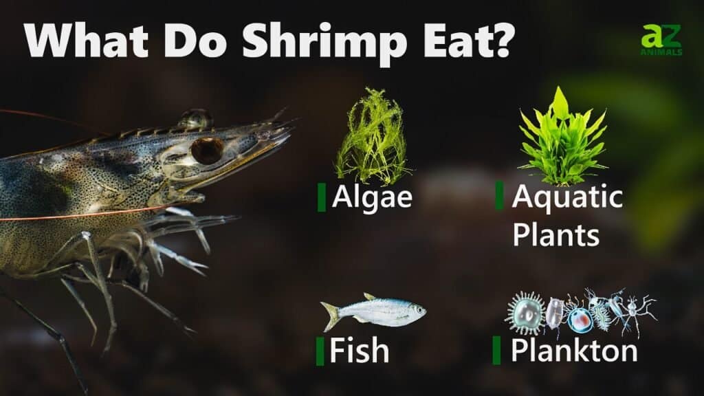 what eats shrimp