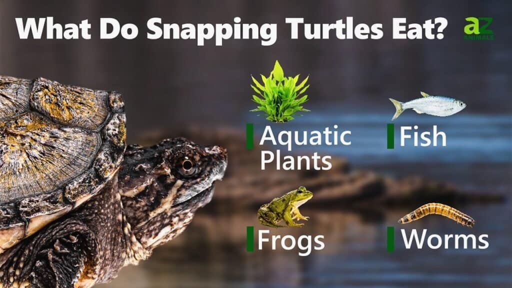 what snapping turtles eat