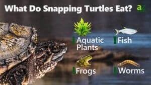 Snapping Turtle - A-z Animals