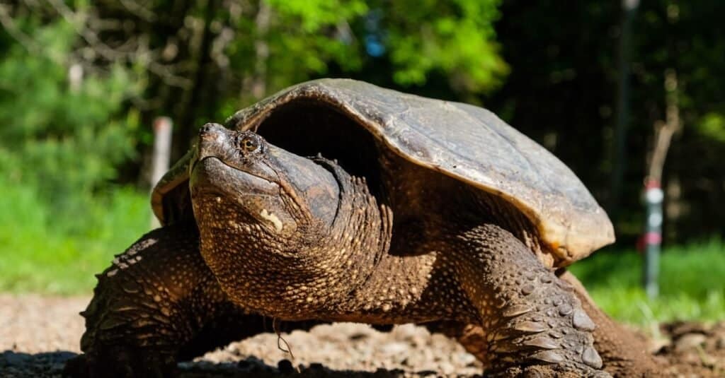 will a snapping turtle eat a puppy