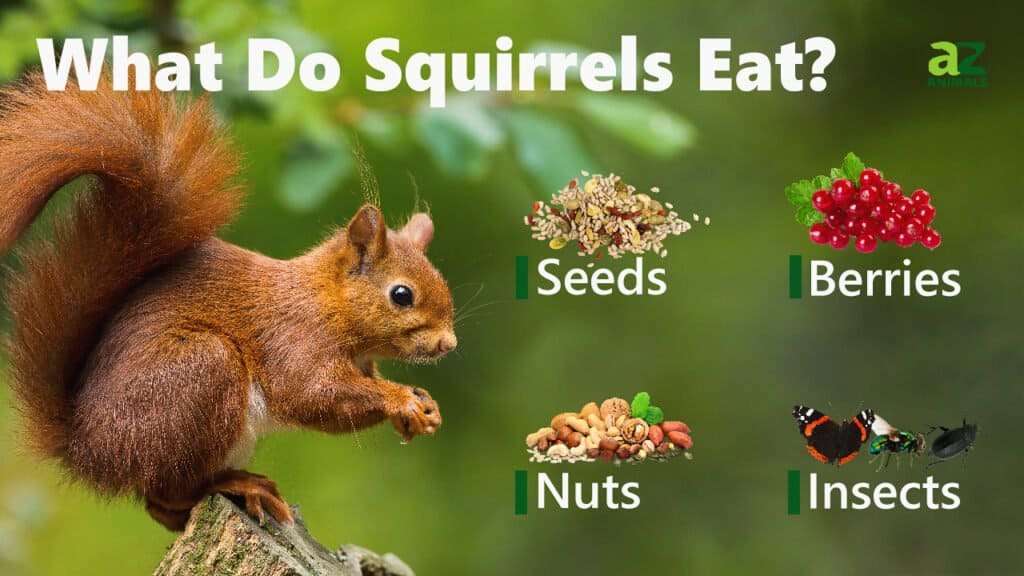 What Do Squirrels Eat? AZ Animals