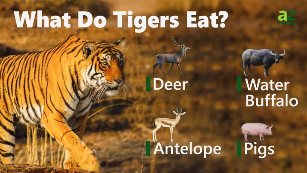 what do tigers eat