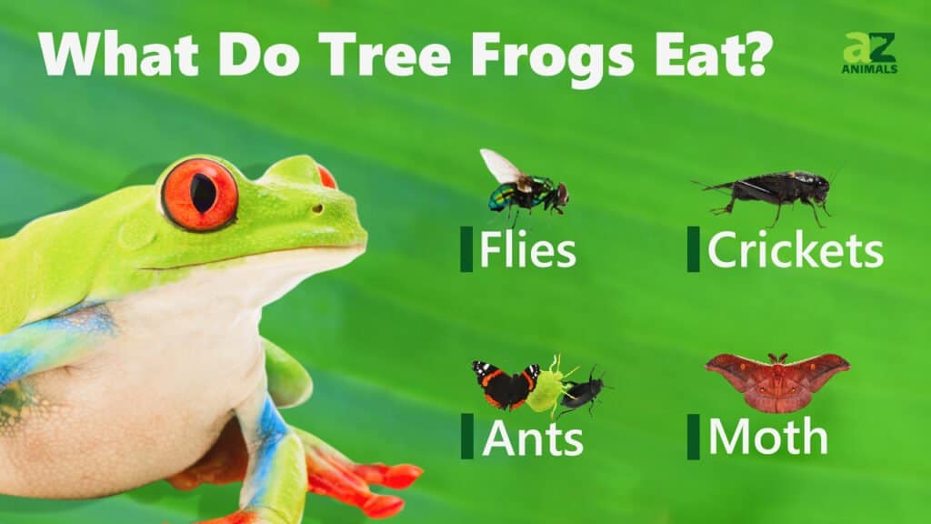 What Do Small Frogs Eat? Their Food Choices Explained. - A-Z Animals