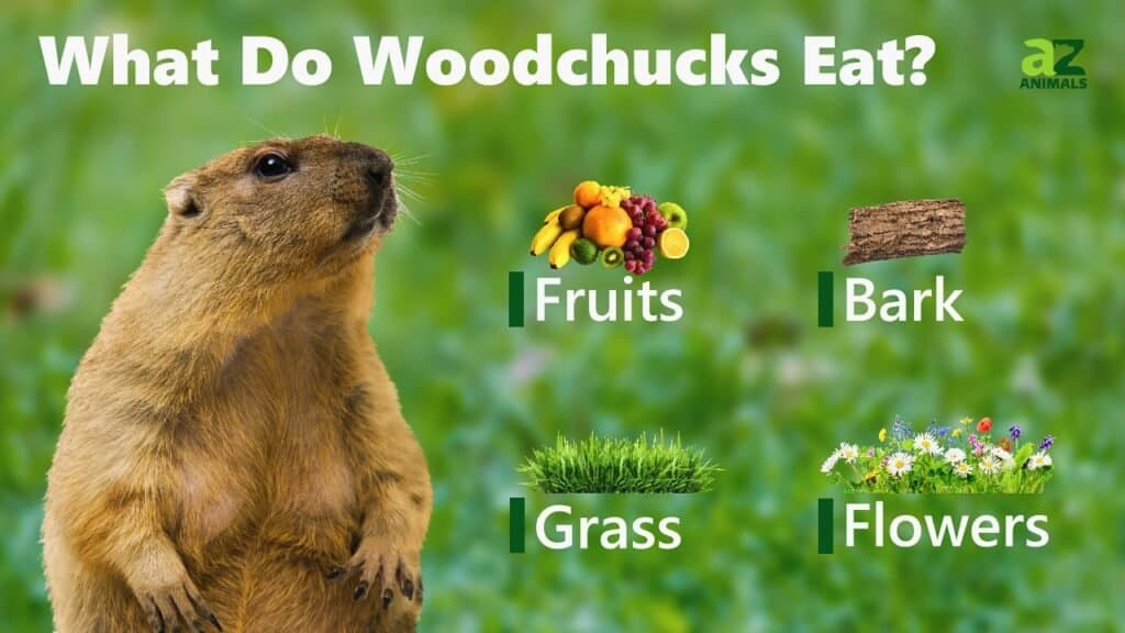 Woodchucks กินอะไร