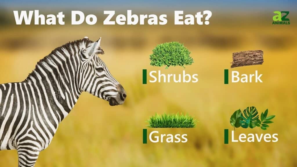 Zebra Animal Facts  Equus zebra, Equus quagga, Equus grevyi - A-Z