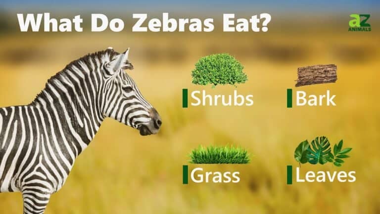 What Do Zebras Eat
