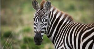 Zebra Kicks Wildebeest in the Head Then Acts Like It Didn’t Do It Picture