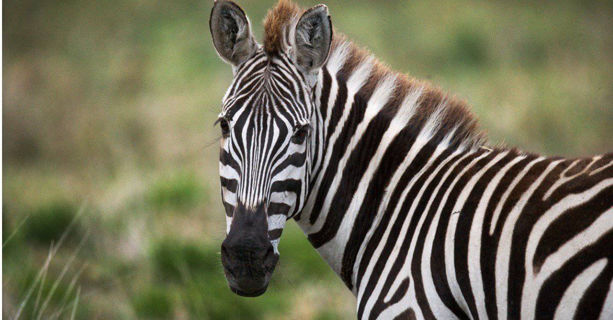 What Do Zebras Eat? - AZ Animals