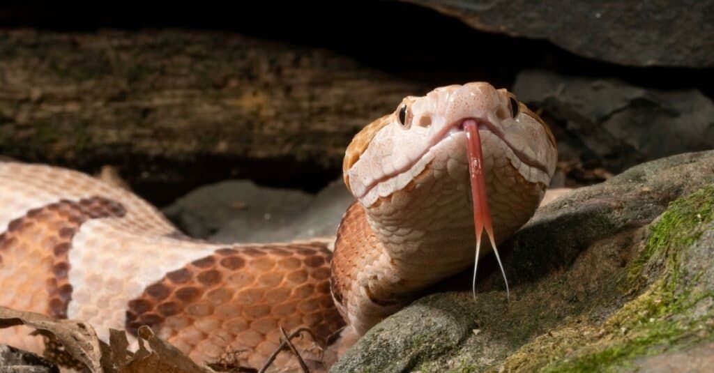 À quoi ressemble un serpent Copperhead
