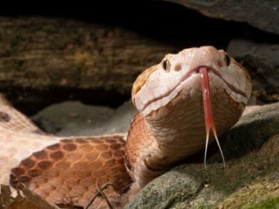 A Copperhead Size Comparison: Just How Big Do These Dangerous Snakes Get?