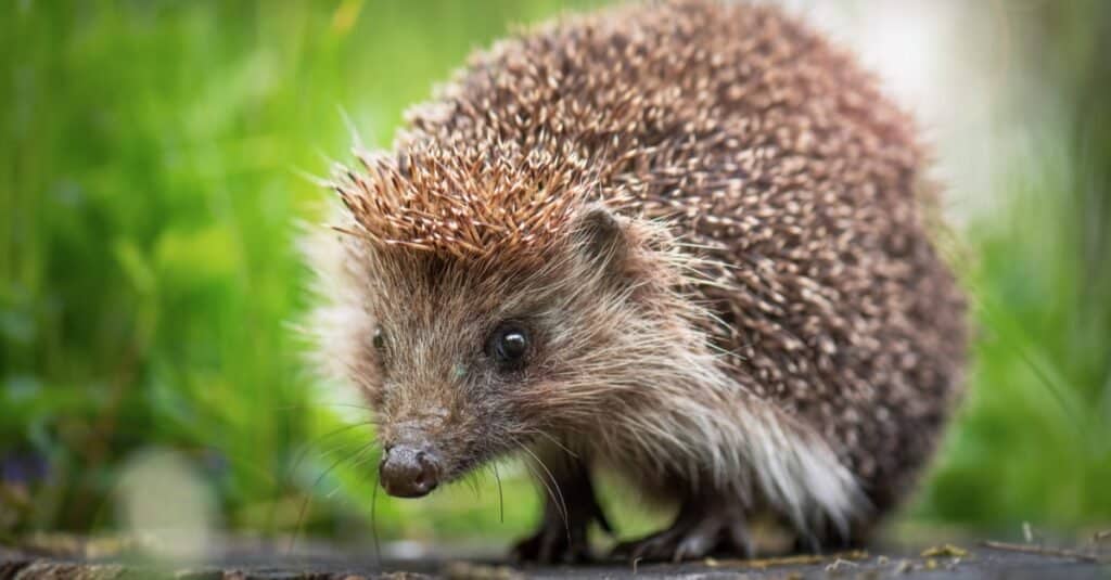 Hedgehogs Can't Swim: March 2022